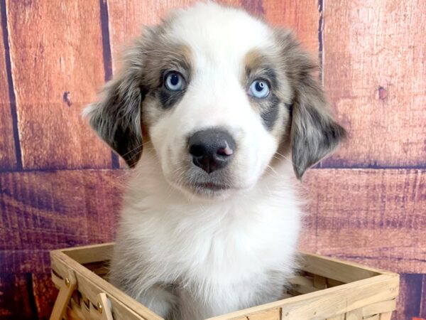 Australian Shepherd DOG Female Blue Merle 1186 Petland Mason, Ohio