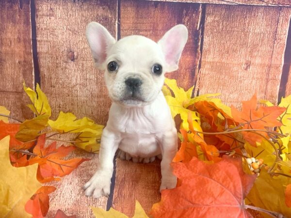 French Bulldog-DOG-Male-Cream-1189-Petland Mason, Ohio
