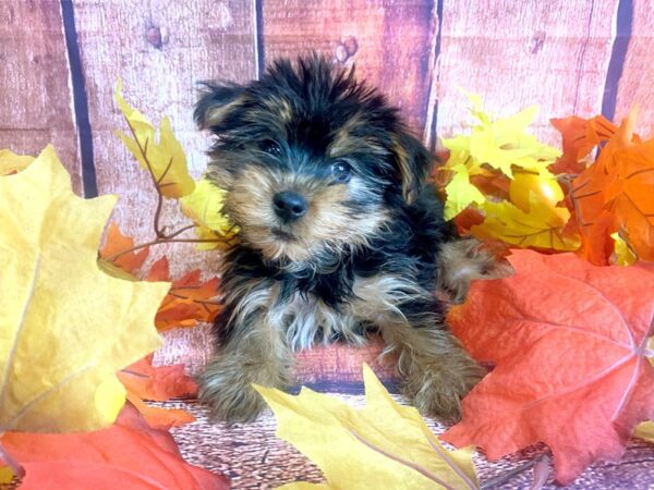 Yorkshire Terrier DOG Female Black / Tan 1192 Petland Mason, Ohio