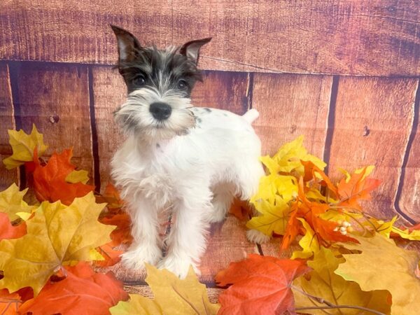 Miniature Schnauzer DOG Male Black / White 1191 Petland Mason, Ohio