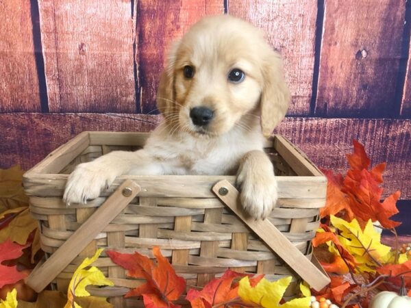 Golden Retriever DOG Female golden 1201 Petland Mason, Ohio