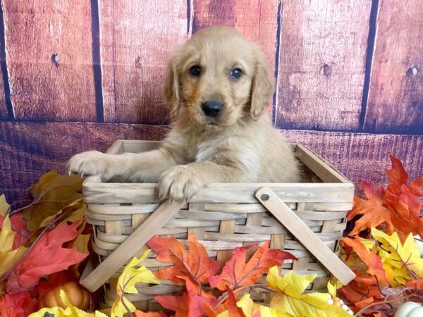 Golden Retriever DOG Male golden 1202 Petland Mason, Ohio