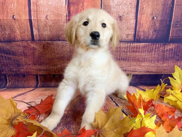 Golden Retriever DOG Female Golden 1210 Petland Mason, Ohio