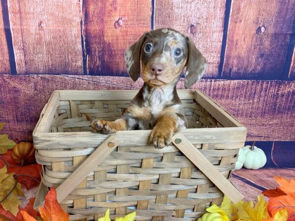 Dachshund DOG Male Chocolate / Tan 1208 Petland Mason, Ohio