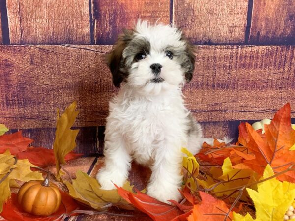 Teddy Bear DOG Female Brindle / White 1203 Petland Mason, Ohio