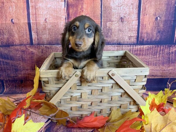 Dachshund DOG Male Chocolate / Tan 1211 Petland Mason, Ohio