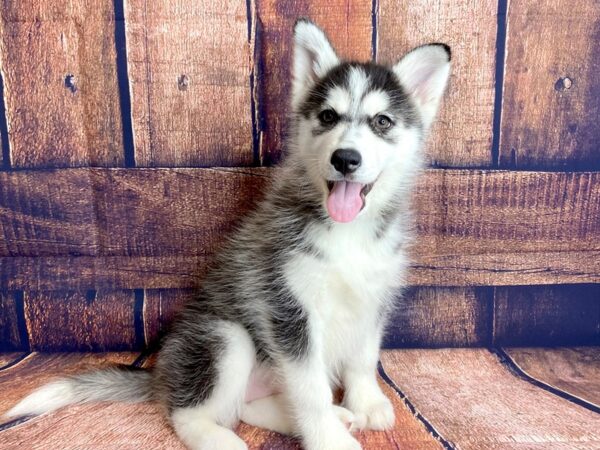 Siberian Husky DOG Female Black / White 1230 Petland Mason, Ohio