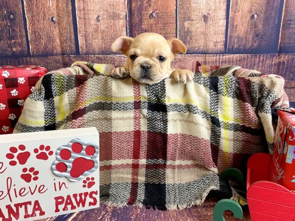 French Bulldog-DOG-Female-Cream-1221-Petland Mason, Ohio