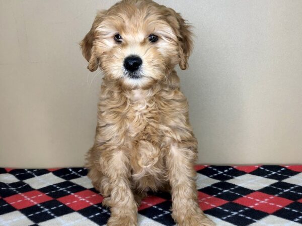 Mini Goldendoodle 2nd Gen DOG Male Red 1236 Petland Mason, Ohio