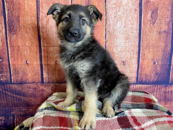 German Shepherd Dog-DOG-Female-Black / Tan-1245-Petland Mason, Ohio
