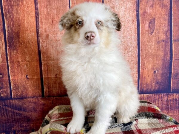 Australian Shepherd DOG Male Red Merle 1244 Petland Mason, Ohio