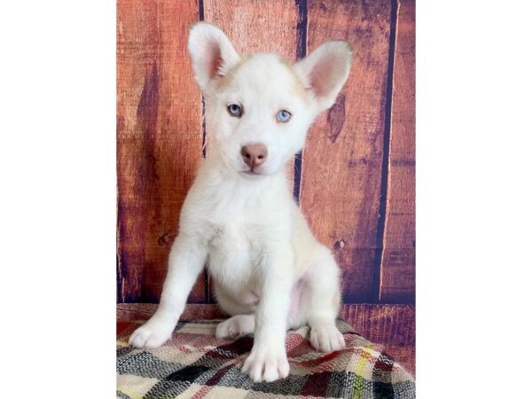 Siberian Husky DOG Male red and white 1272 Petland Mason, Ohio