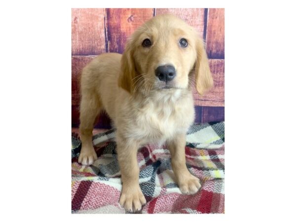 Golden Retriever DOG Female golden 1268 Petland Mason, Ohio