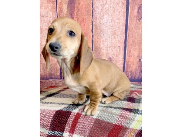 Dachshund DOG Female Red 1257 Petland Mason, Ohio