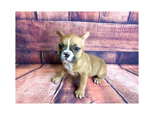 French Bulldog-DOG-Female-Fawn / White-1282-Petland Mason, Ohio