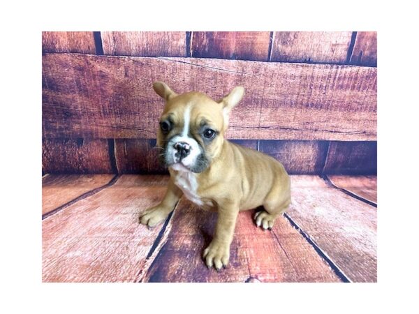 French Bulldog DOG Female Fawn / White 1282 Petland Mason, Ohio