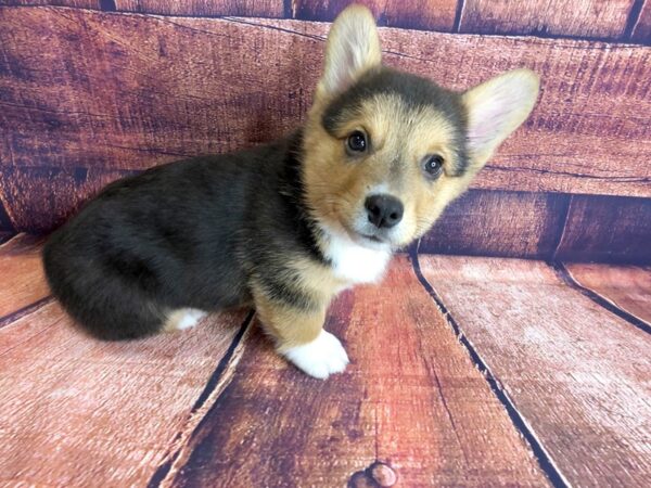 Pembroke Welsh Corgi DOG Male Black / Tan 1275 Petland Mason, Ohio