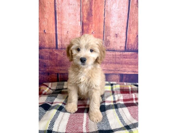 Goldendoodle DOG Male Golden 1311 Petland Mason, Ohio