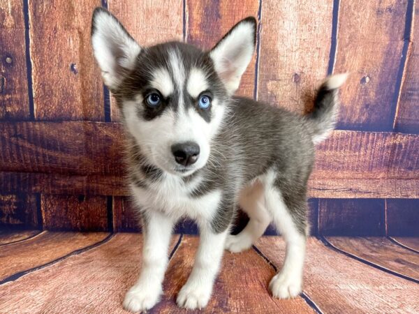 Siberian Husky DOG Female Black / White 1327 Petland Mason, Ohio