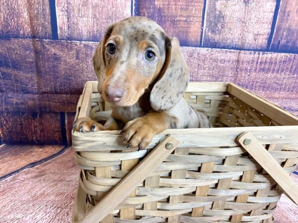 Dachshund DOG Female Chocolate / Tan 1326 Petland Mason, Ohio