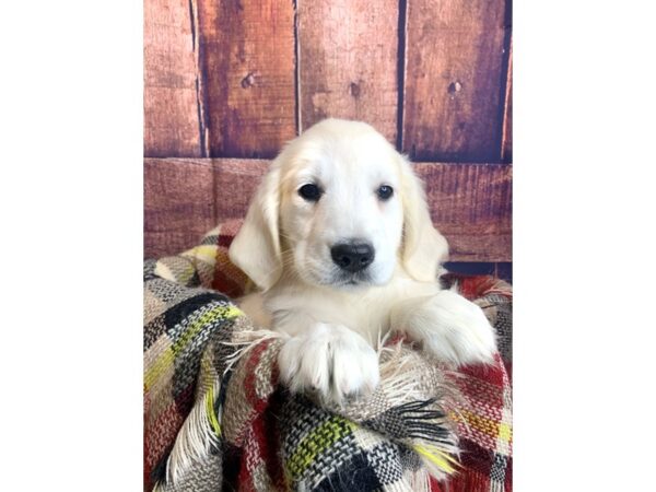 Golden Retriever DOG Female LIGHT GOLDEN 1331 Petland Mason, Ohio