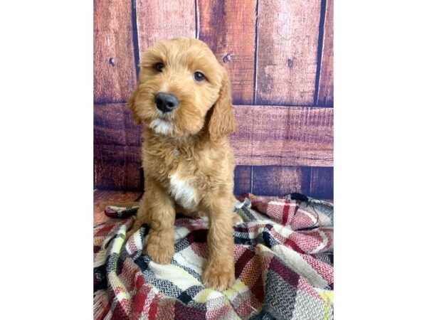 Goldendoodle DOG Male Red 1342 Petland Mason, Ohio