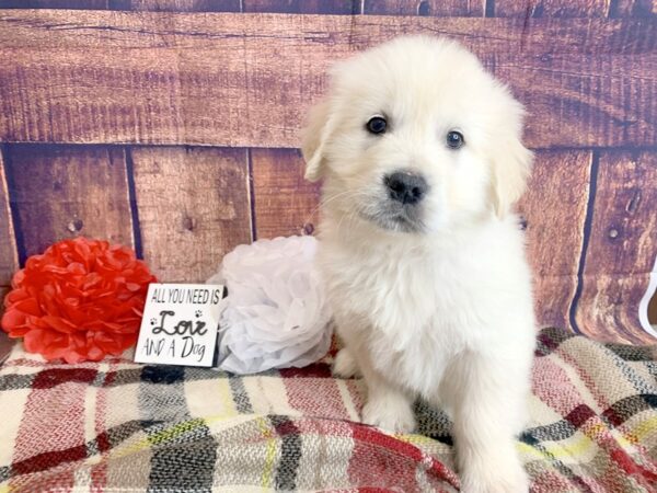 Golden Retriever DOG Male Light Golden 1347 Petland Mason, Ohio