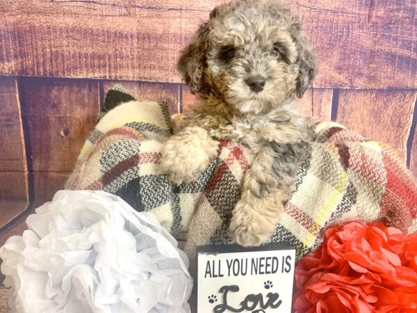 Poodle Mini/Goldendoodle Mini DOG Female Blue Merle 1361 Petland Mason, Ohio