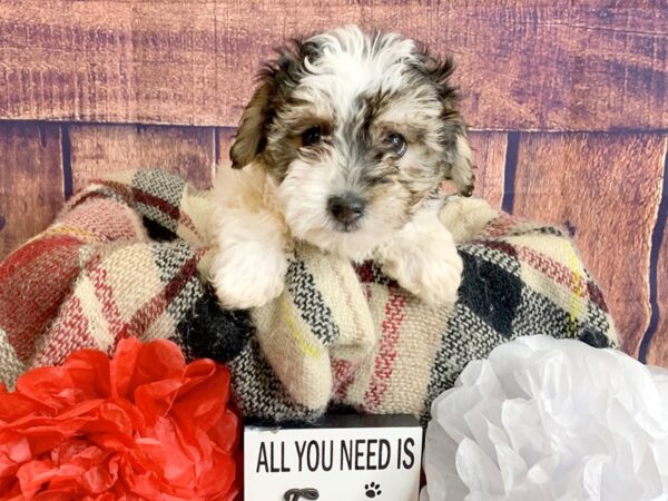 Hava Chon DOG Female BLACK WHITE 1357 Petland Mason, Ohio