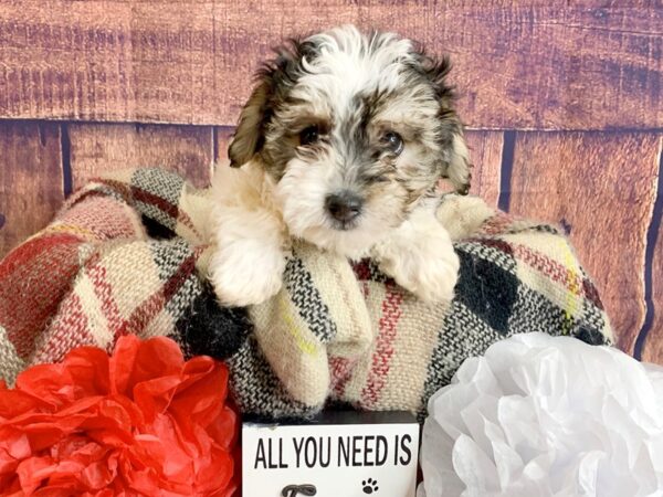 Hava Chon-DOG-Female-BLACK WHITE-1357-Petland Mason, Ohio