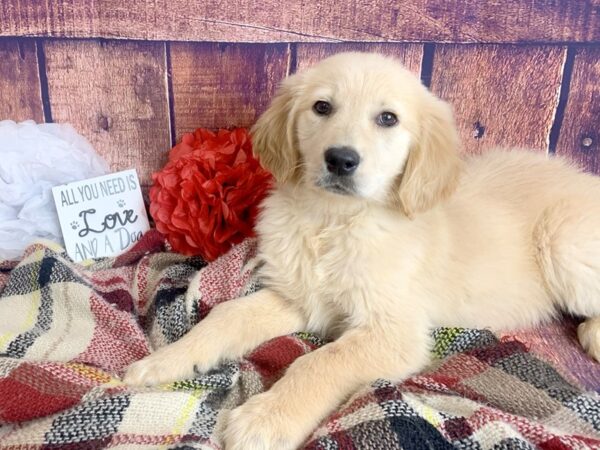 Golden Retriever DOG Female Golden 1350 Petland Mason, Ohio