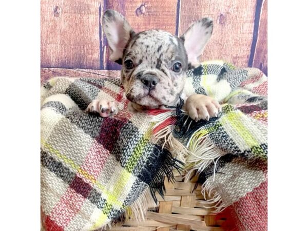 French Bulldog DOG Male MERLE 1378 Petland Mason, Ohio