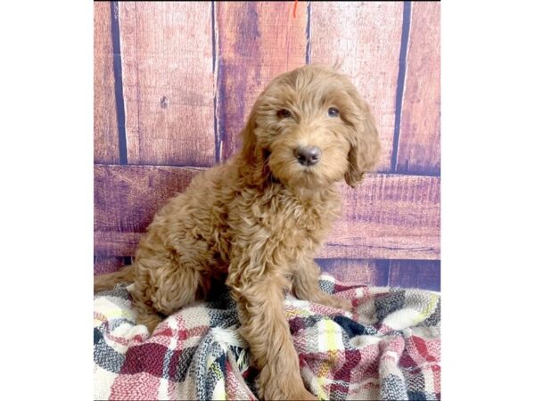 Goldendoodle DOG Female Red 1377 Petland Mason, Ohio