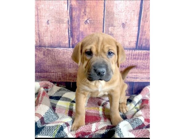 Shar-Pei/Beagle-DOG-Female-Red-1367-Petland Mason, Ohio