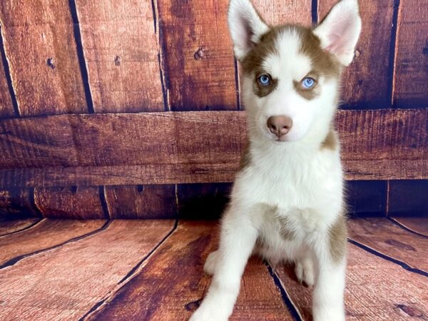 Siberian Husky DOG Male Red / White 1388 Petland Mason, Ohio