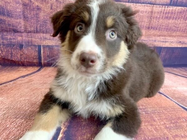 Australian Shepherd DOG Male Red 1396 Petland Mason, Ohio