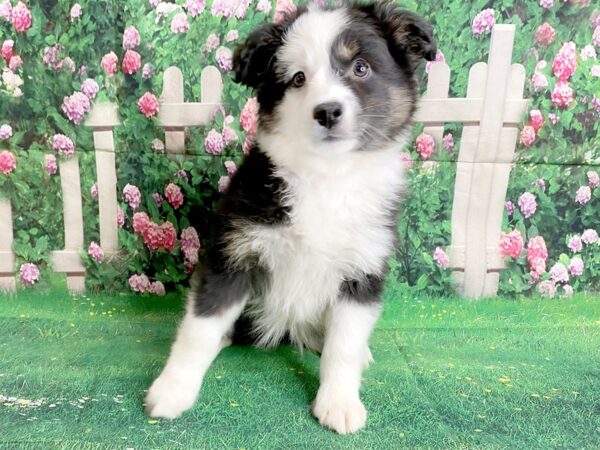 Miniature Australian Shepherd DOG Female Black 1406 Petland Mason, Ohio