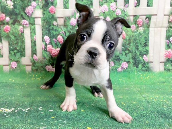 Boston Terrier DOG Male BLK WH 1408 Petland Mason, Ohio