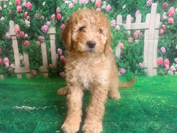 Goldendoodle DOG Female Golden 1413 Petland Mason, Ohio