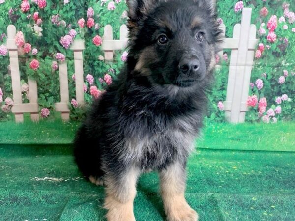 German Shepherd DOG Female blk and tan 1442 Petland Mason, Ohio