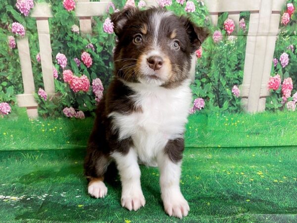 Australian Shepherd DOG Female RED MERLE 1449 Petland Mason, Ohio