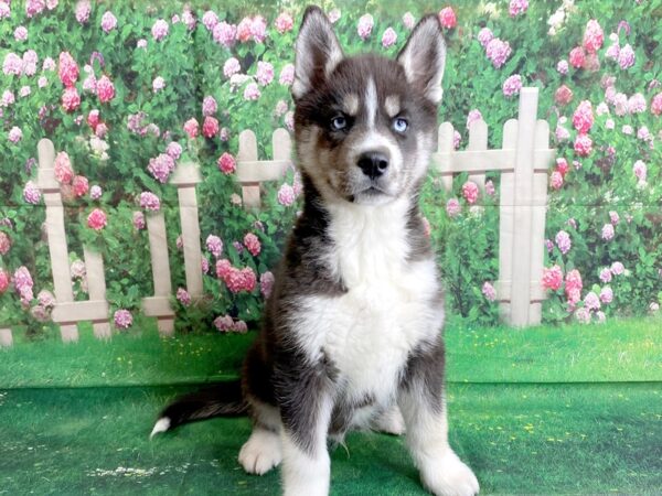 Siberian Husky DOG Male 1464 Petland Mason, Ohio