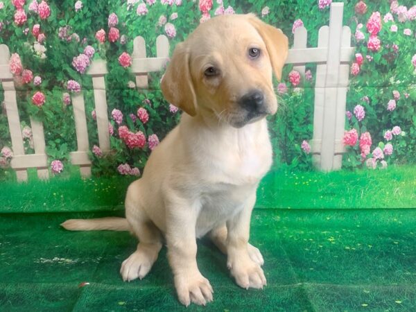 Labrador Retriever-DOG-Female-Yellow-1476-Petland Mason, Ohio