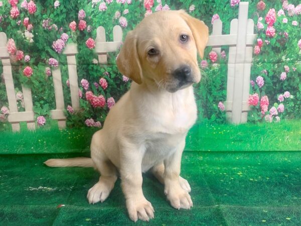 Labrador Retriever DOG Female Yellow 1476 Petland Mason, Ohio