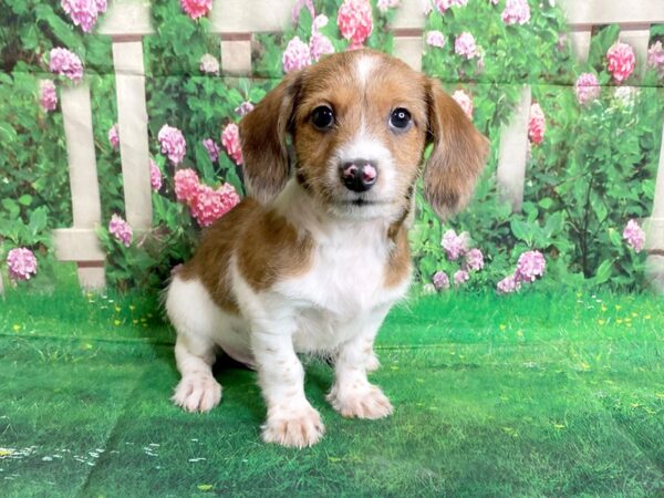 Dachshund-DOG-Male-Red-1488-Petland Mason, Ohio