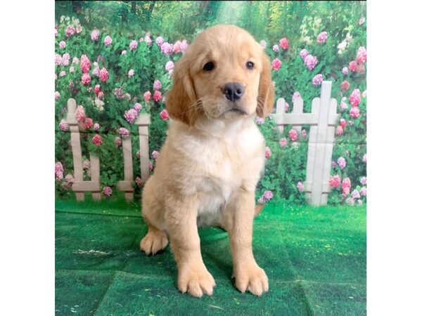 Golden Retriever-DOG-Female-Golden-1485-Petland Mason, Ohio