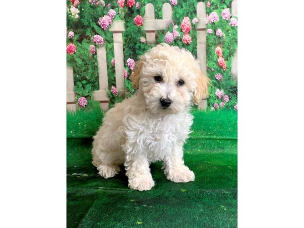 Bichonpoo-DOG-Male-cream-1499-Petland Mason, Ohio