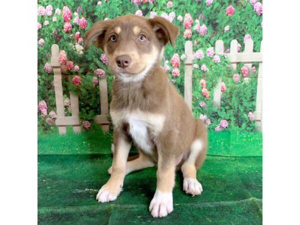 Husky/Germ Shepherd DOG Female Red / White 1513 Petland Mason, Ohio