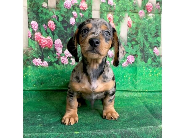 Dachshund-DOG-Male-Black / Tan-1522-Petland Mason, Ohio