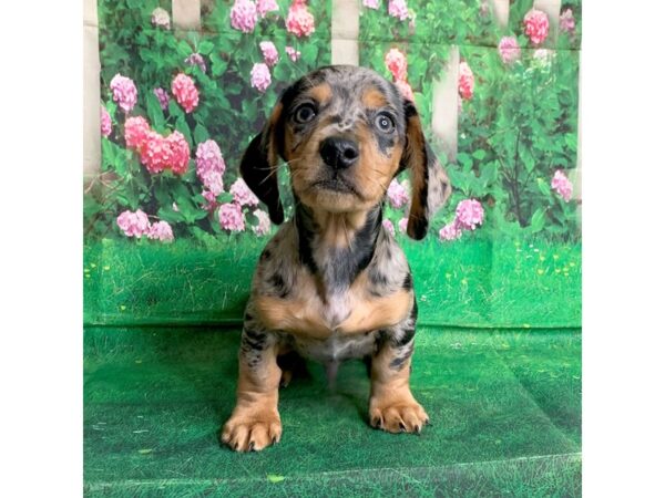 Dachshund DOG Male Black / Tan 1522 Petland Mason, Ohio